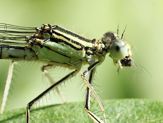 Libellula con preda